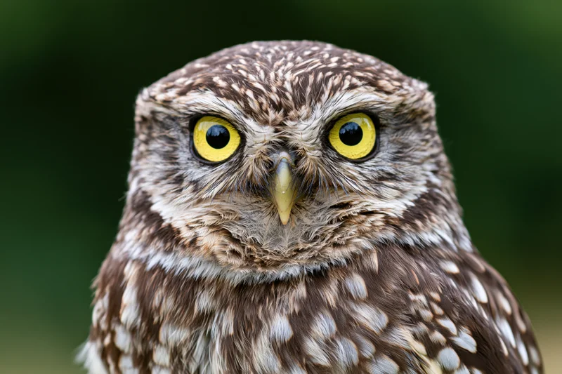 Close-up portrait of a small owl facing the camera directly with bright yellow eyes and mottled brown feathers