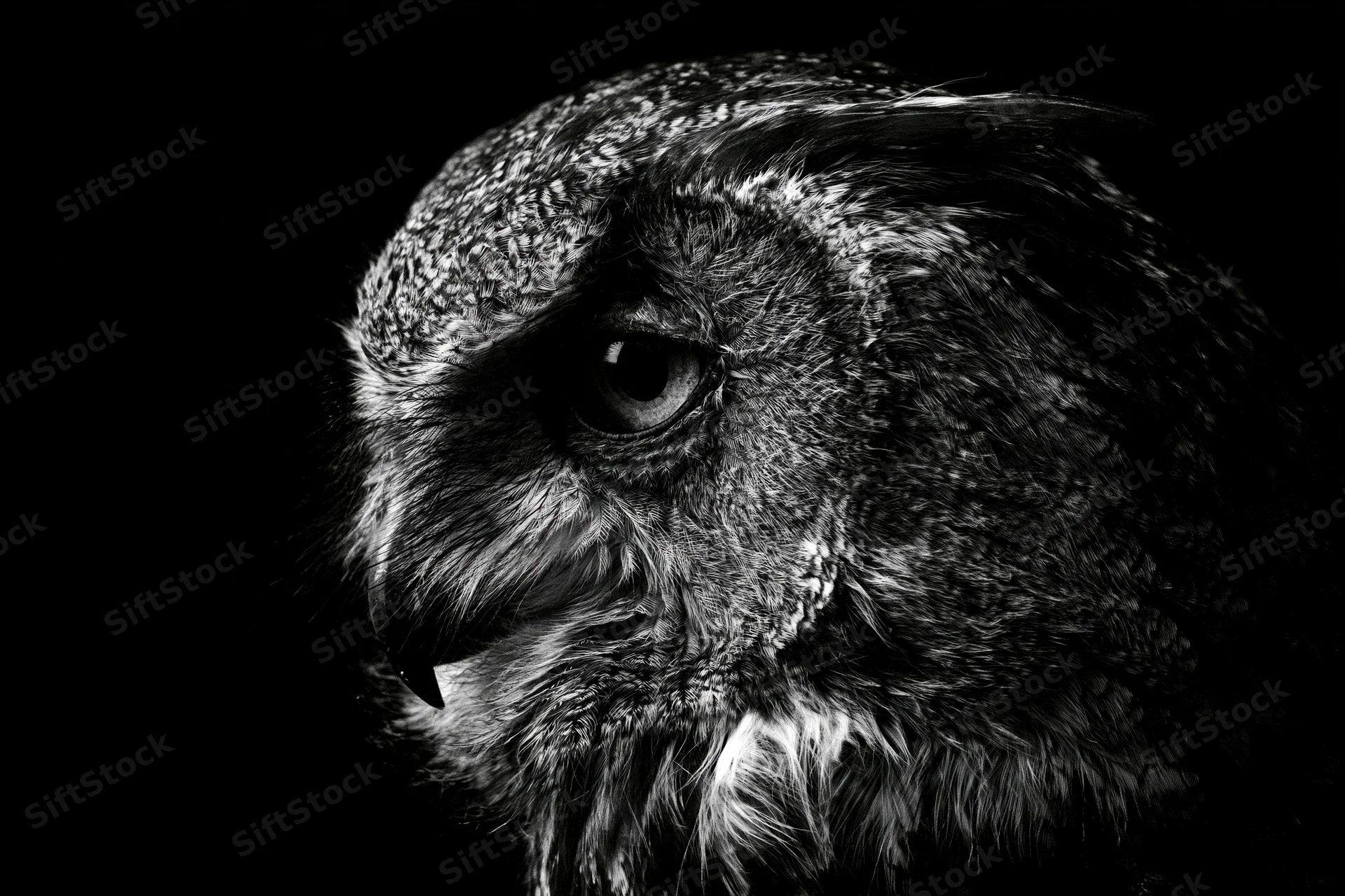Close-up profile of an owl's head with detailed feathers and sharp eye against black background