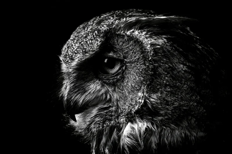 Close-up profile of an owl's head with detailed feathers and sharp eye against black background