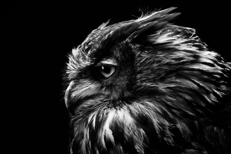 Close-up profile of an owl’s head with detailed feathers and intense gaze against black background