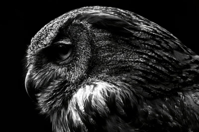 Close-up profile of an owl’s head in monochrome with detailed feathers and intense gaze against black background