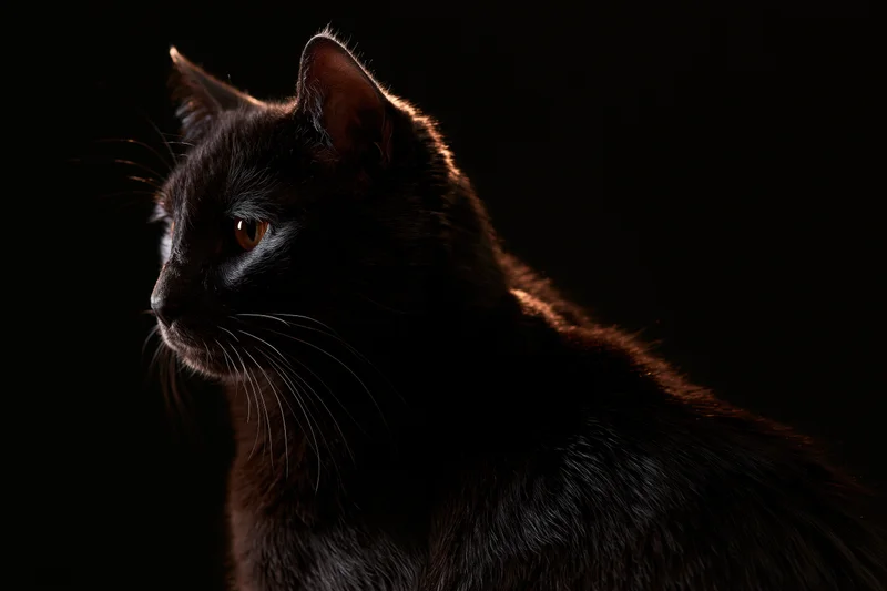 Black domestic cat in profile with alert expression against dark background