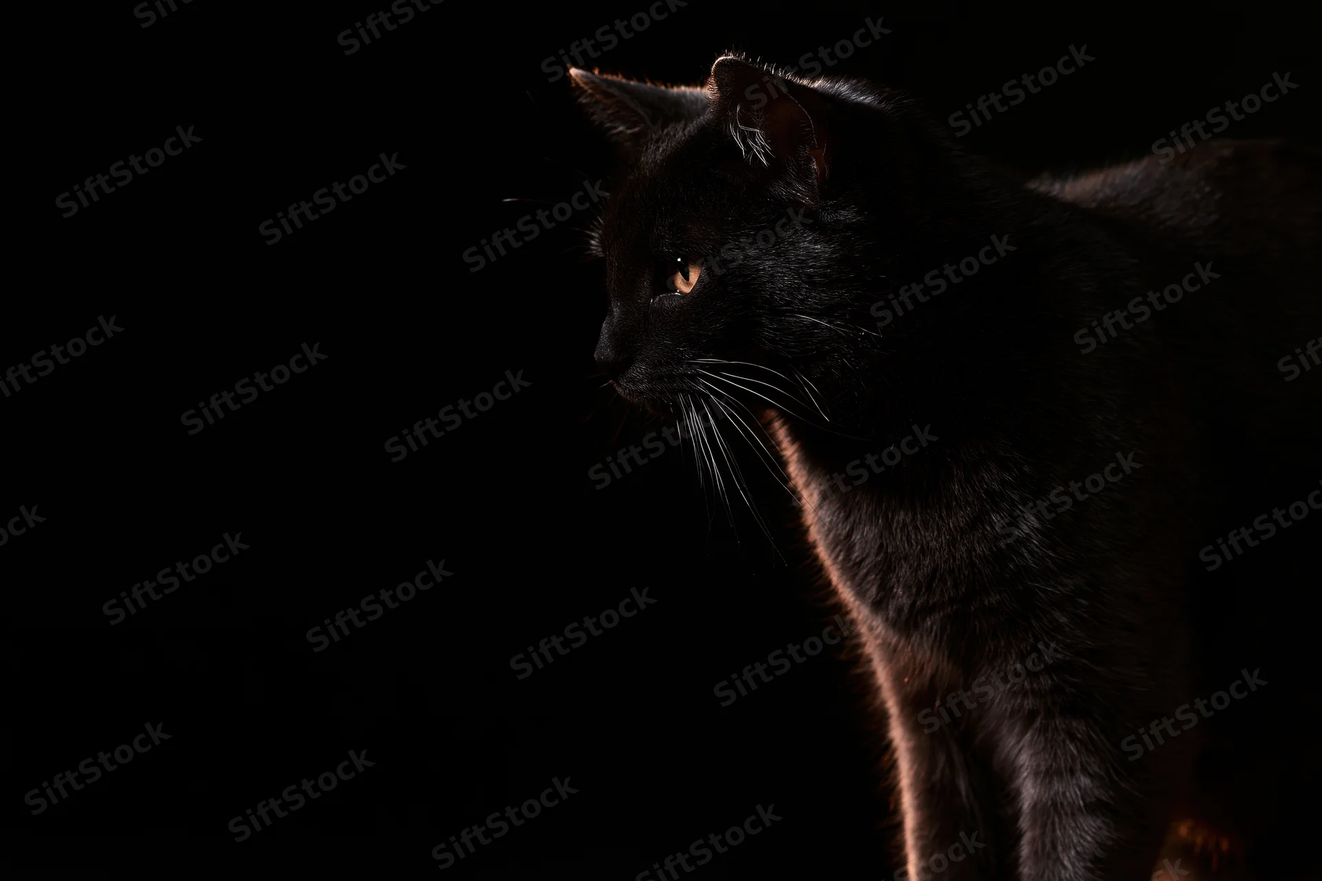 Black domestic cat standing alert in profile against dark background