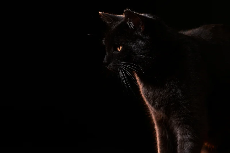 Black domestic cat standing alert in profile against dark background