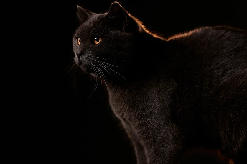 Black domestic cat standing alert in profile against dark background