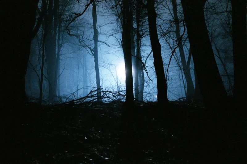 Dark foggy forest at night with bare winter trees silhouetted against moonlight