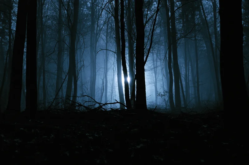 Dark foggy forest at night with bare winter trees silhouetted against moonlight