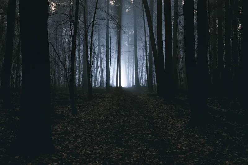 Narrow dirt path through dark foggy forest at night with bare trees and fallen leaves