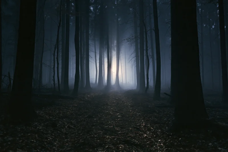 Narrow dirt path through dark foggy forest at night with bare trees and misty atmosphere