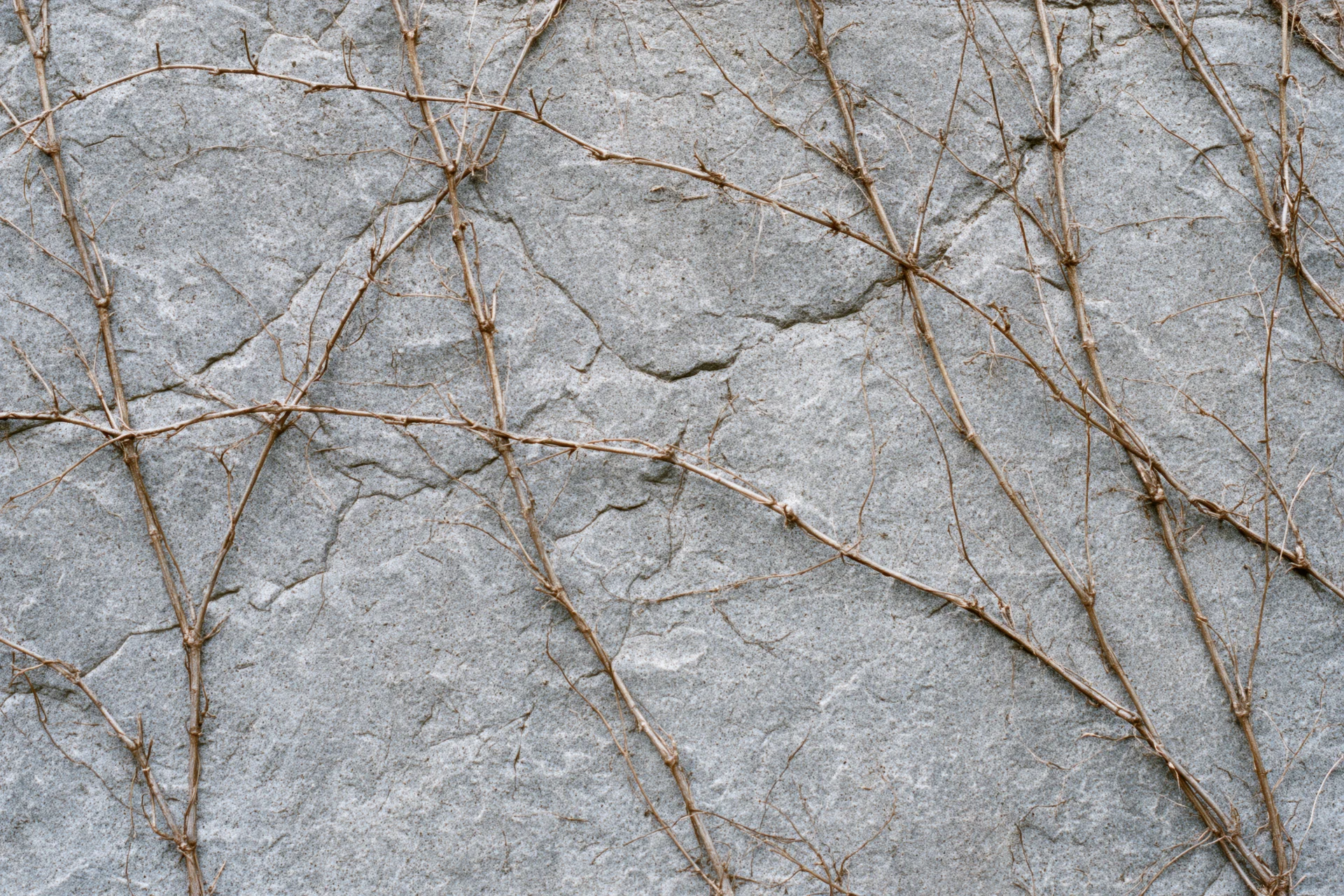 Dead vine tendrils clinging to a rough concrete wall