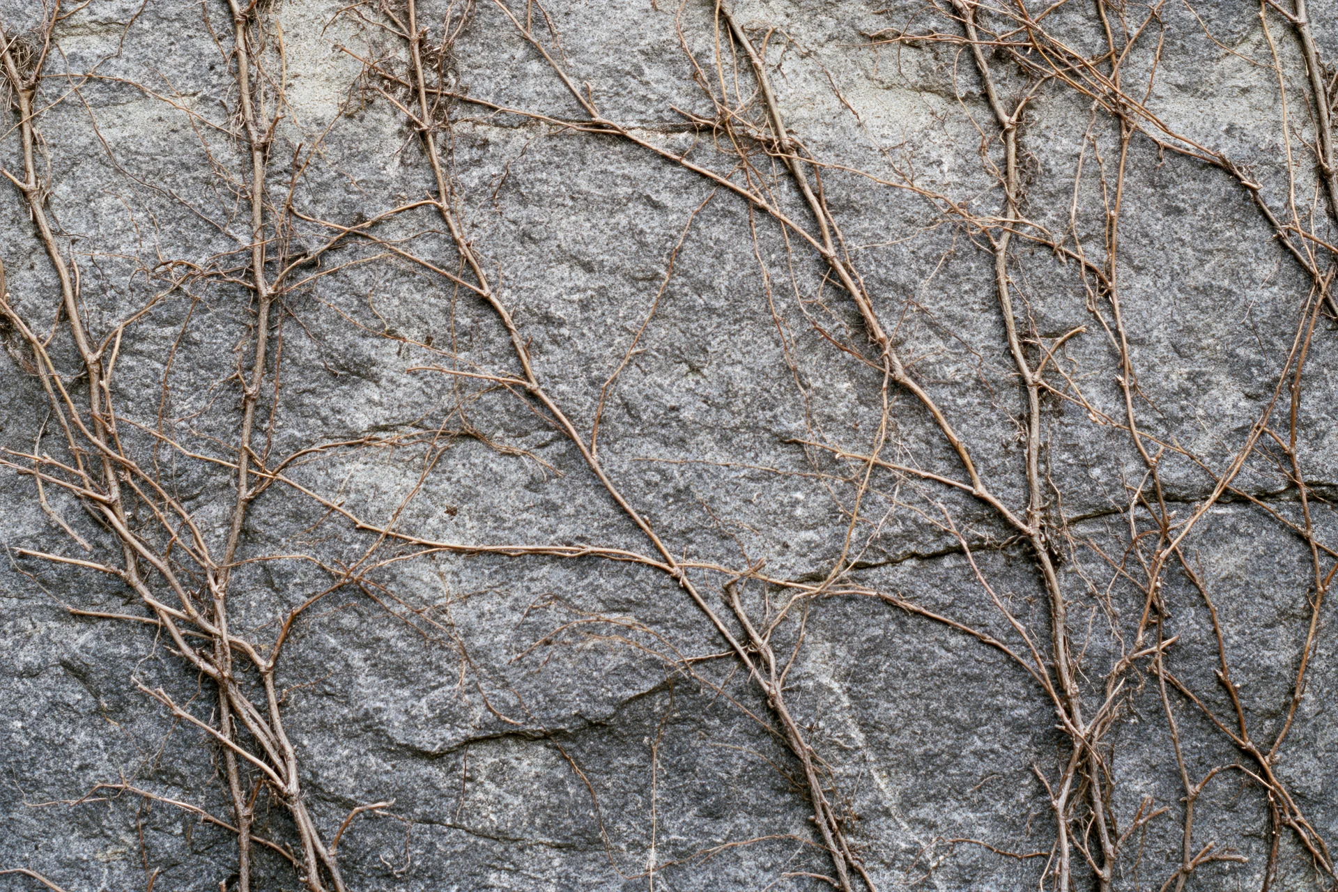 Dead vine tendrils clinging to a rough concrete wall