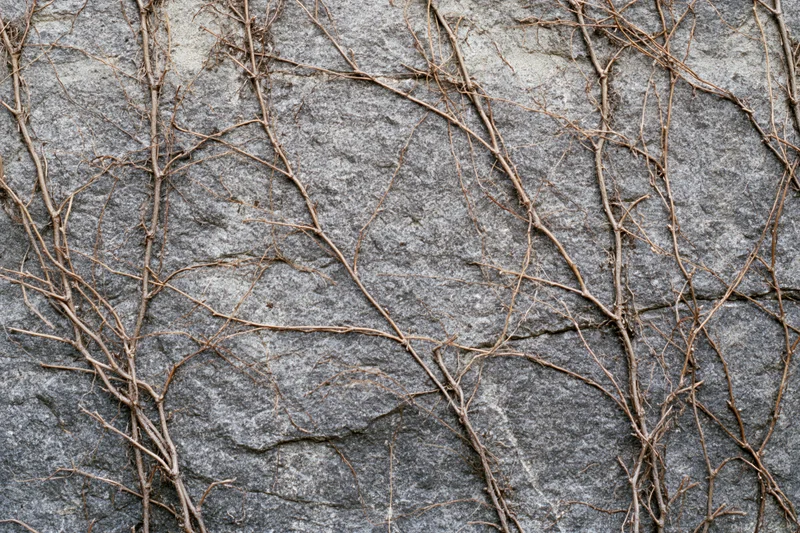 Dead vine tendrils clinging to a rough concrete wall
