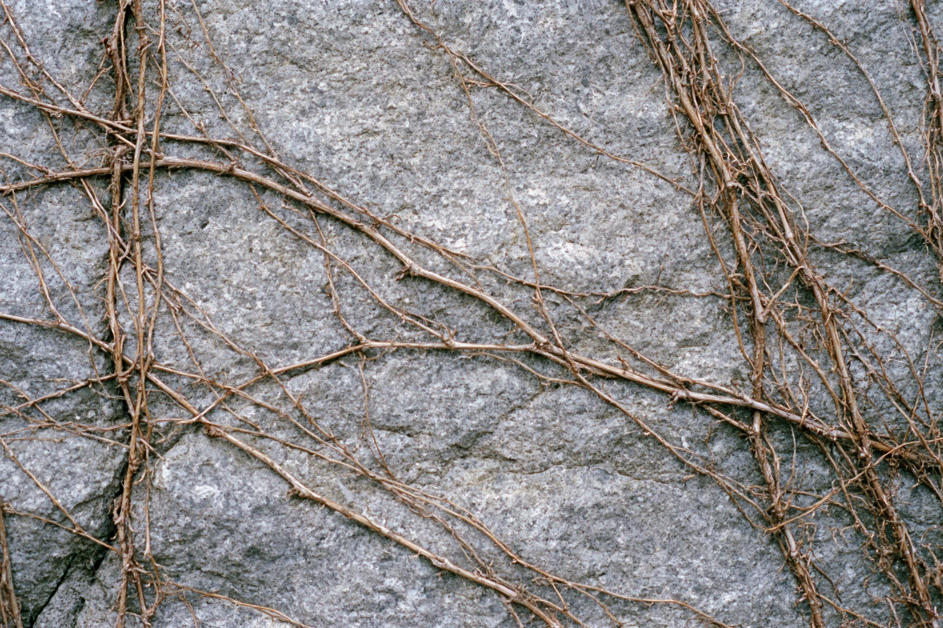 Dead vine tendrils clinging to a rough concrete wall