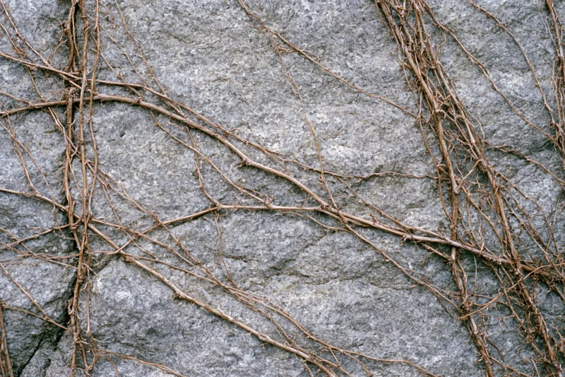 Dead vine tendrils clinging to a rough concrete wall