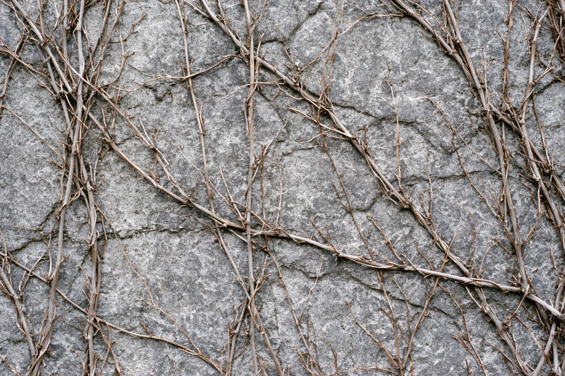 Dead vine tendrils clinging to a rough concrete wall