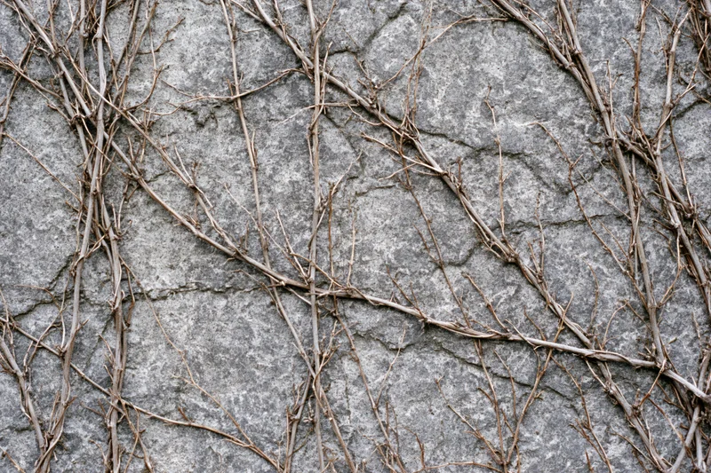 Dead vine tendrils clinging to a rough concrete wall