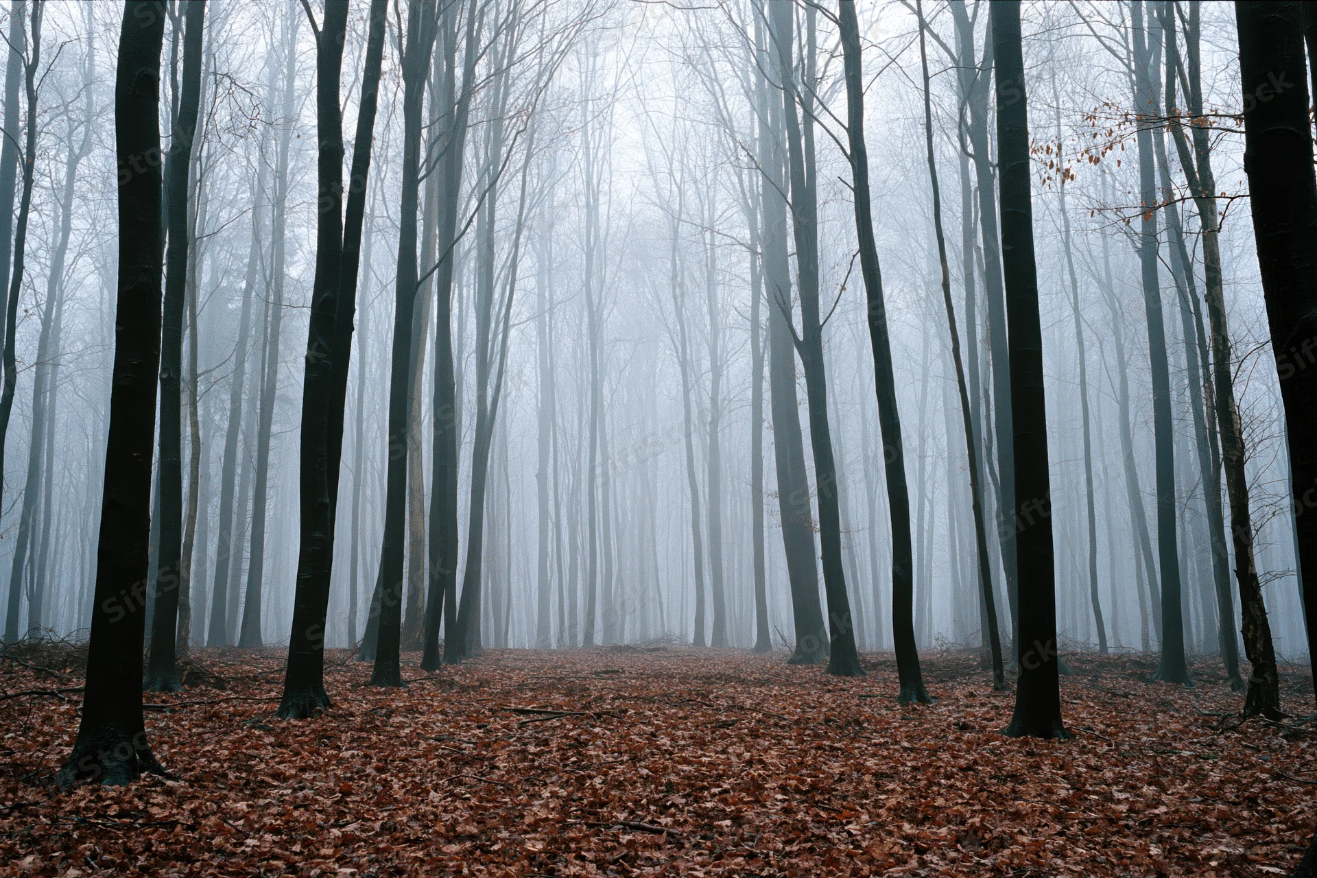Foggy forest path lined with tall bare trees and fallen leaves