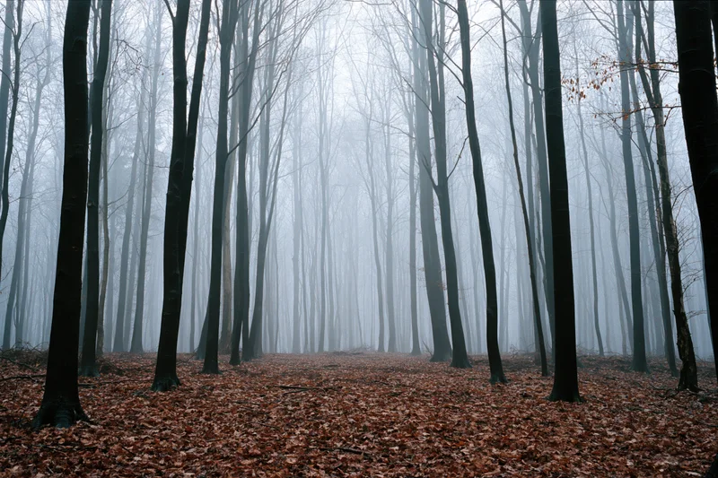 Foggy forest path lined with tall bare trees and fallen leaves