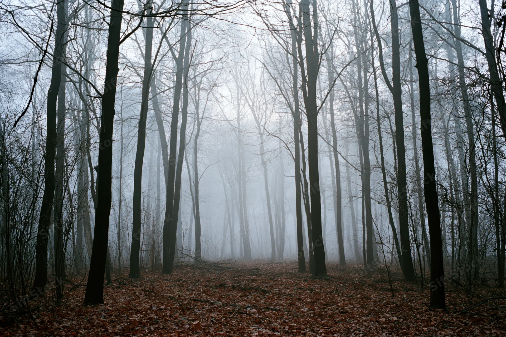 Dense bare deciduous forest in heavy fog with tall dark tree trunks and fallen leaves on the ground