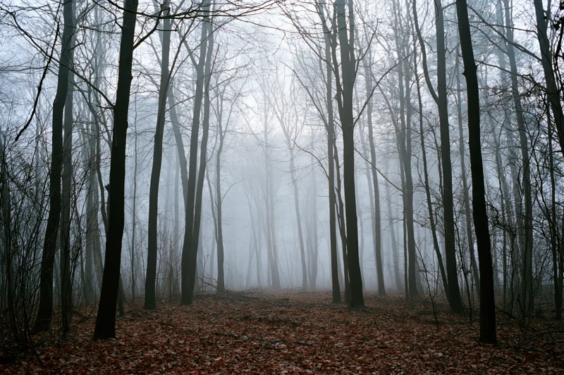 Dense bare deciduous forest in heavy fog with tall dark tree trunks and fallen leaves on the ground