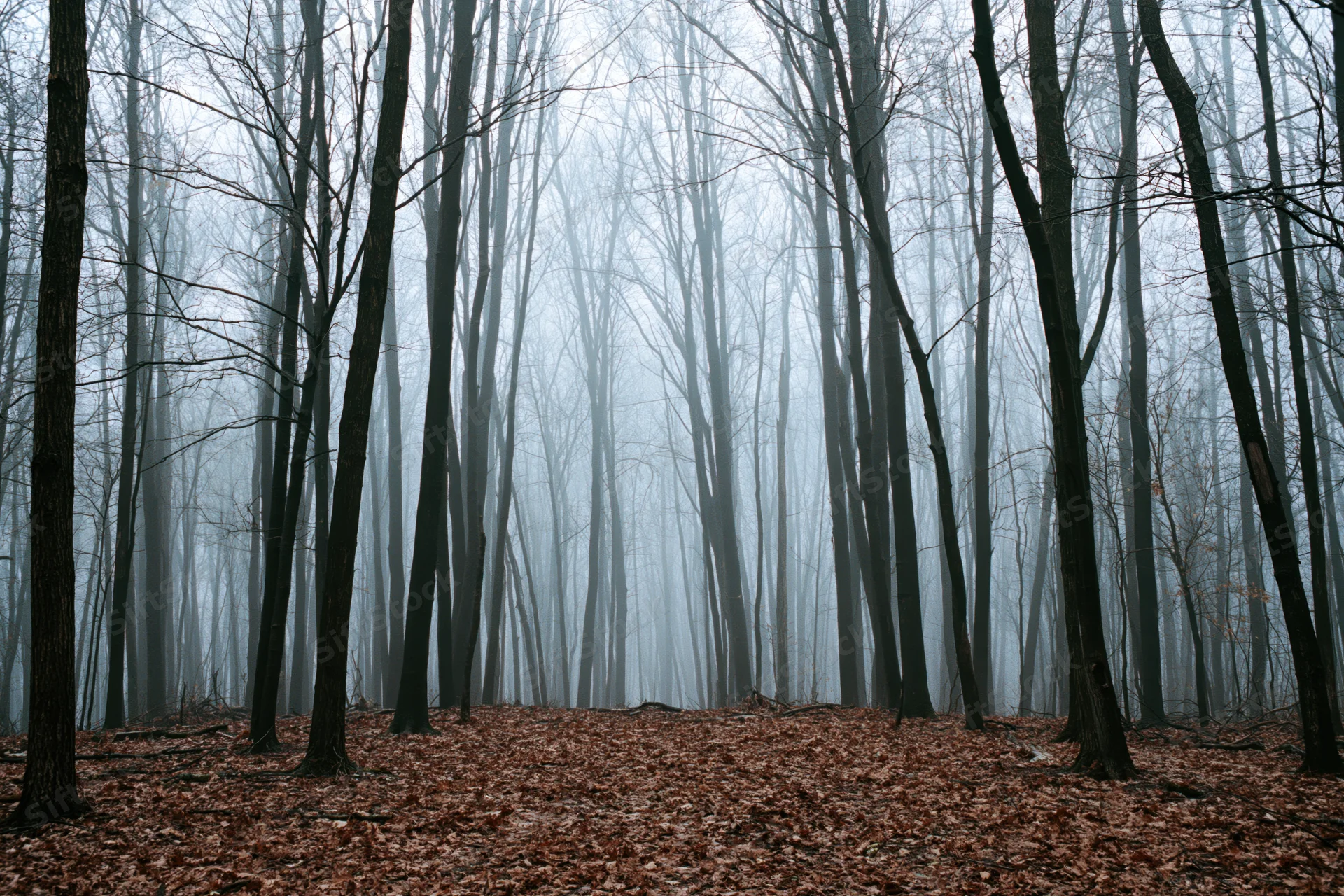 Dense bare deciduous forest in heavy fog with tall dark tree trunks and leaf-covered ground