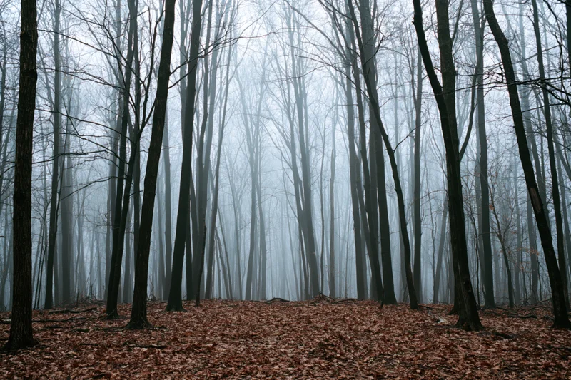 Dense bare deciduous forest in heavy fog with tall dark tree trunks and leaf-covered ground
