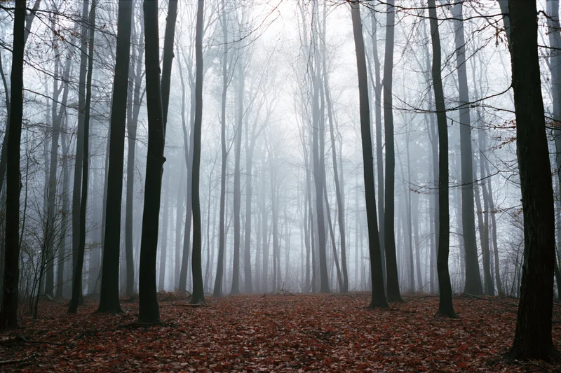 Dense bare deciduous forest in heavy fog with tall dark tree trunks and fallen leaves covering the ground
