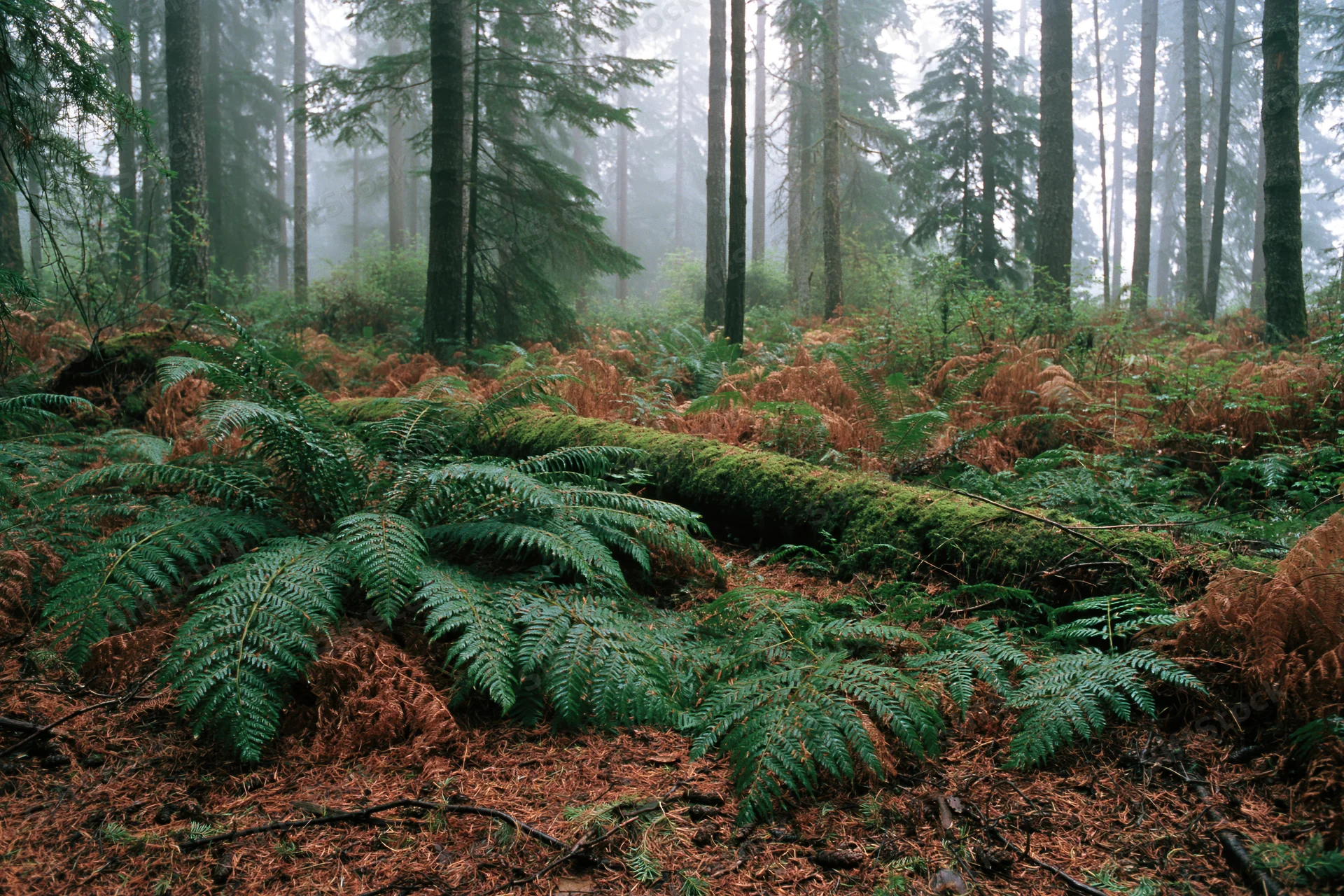Dense conifer forest floor covered in green ferns and moss under misty conditions