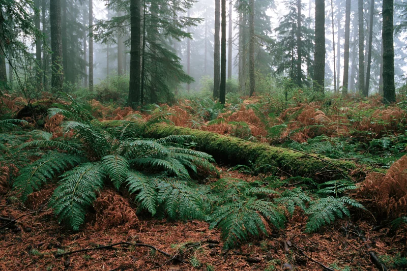 Dense conifer forest floor covered in green ferns and moss under misty conditions