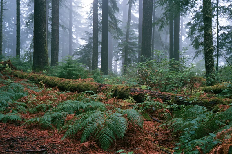Dense conifer forest floor covered in green ferns and moss under misty conditions