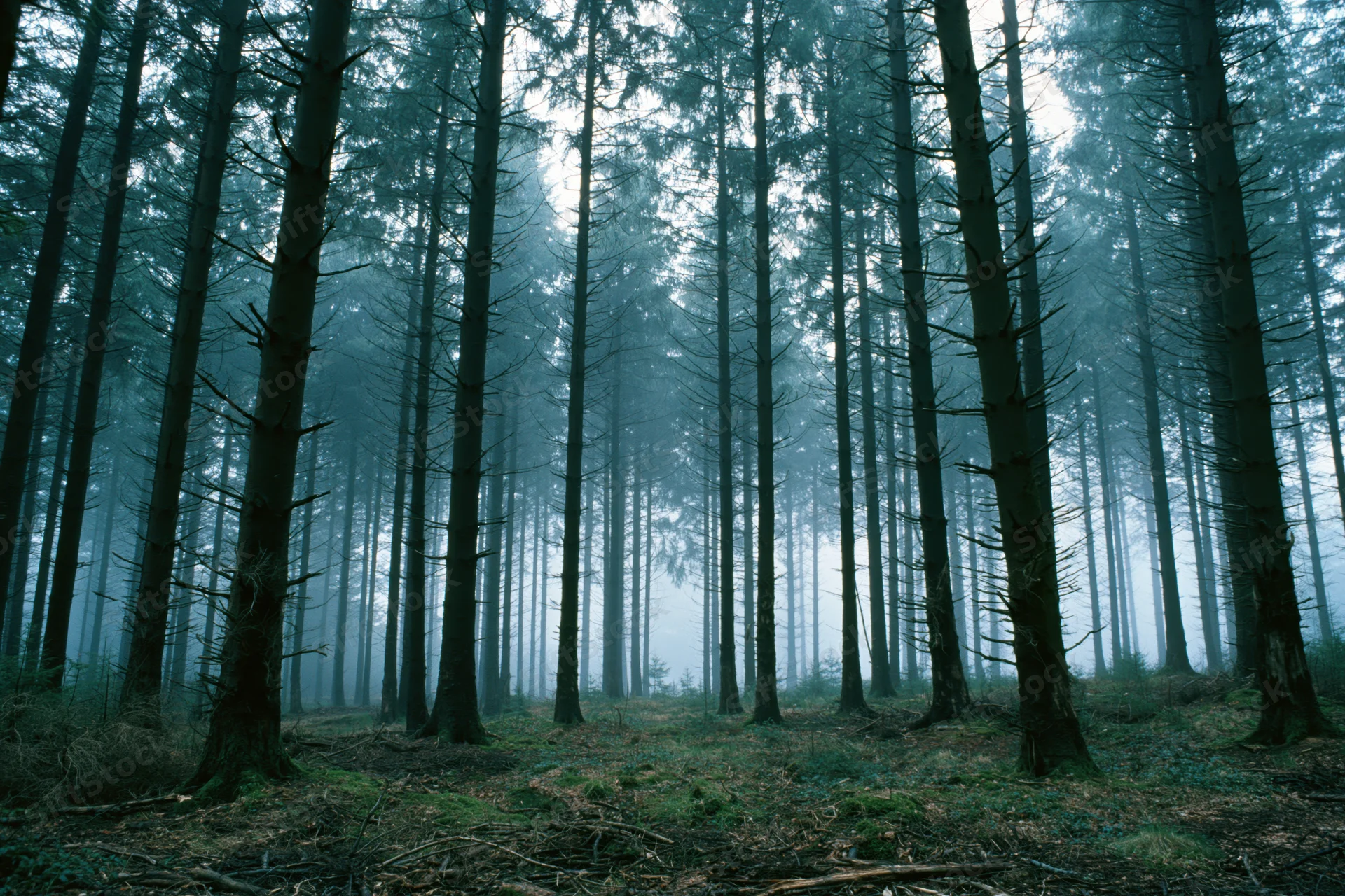Dense conifer forest interior shrouded in heavy morning fog with tall trees and misty atmosphere