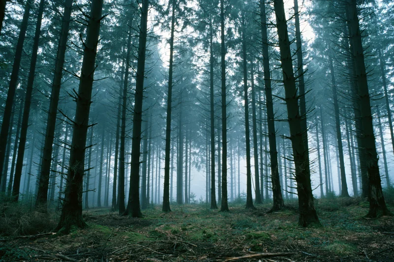 Dense conifer forest interior shrouded in heavy morning fog with tall trees and misty atmosphere