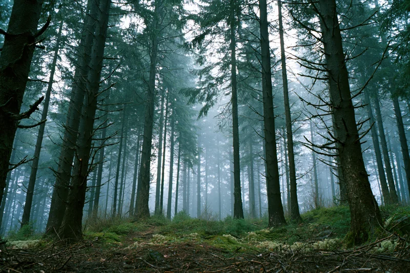 Tall conifer trees standing in a foggy forest with moss-covered ground and soft morning light filtering through the canopy