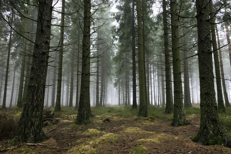 Tall spruce trees in a misty dense forest with mossy ground and bare trunks