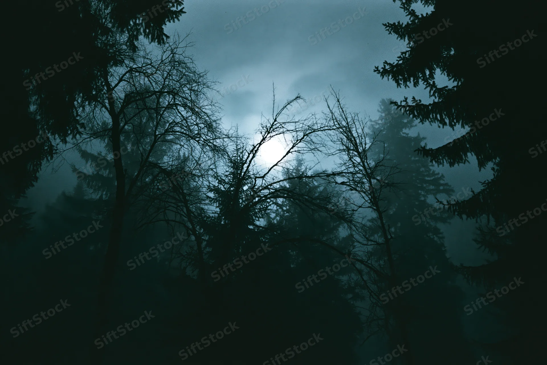 Silhouetted conifer trees in a dense forest under a full moon at night