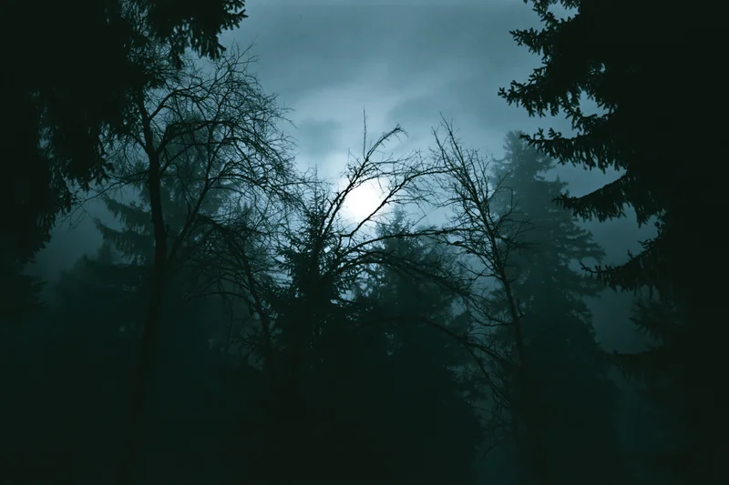 Silhouetted conifer trees in a dense forest under a full moon at night