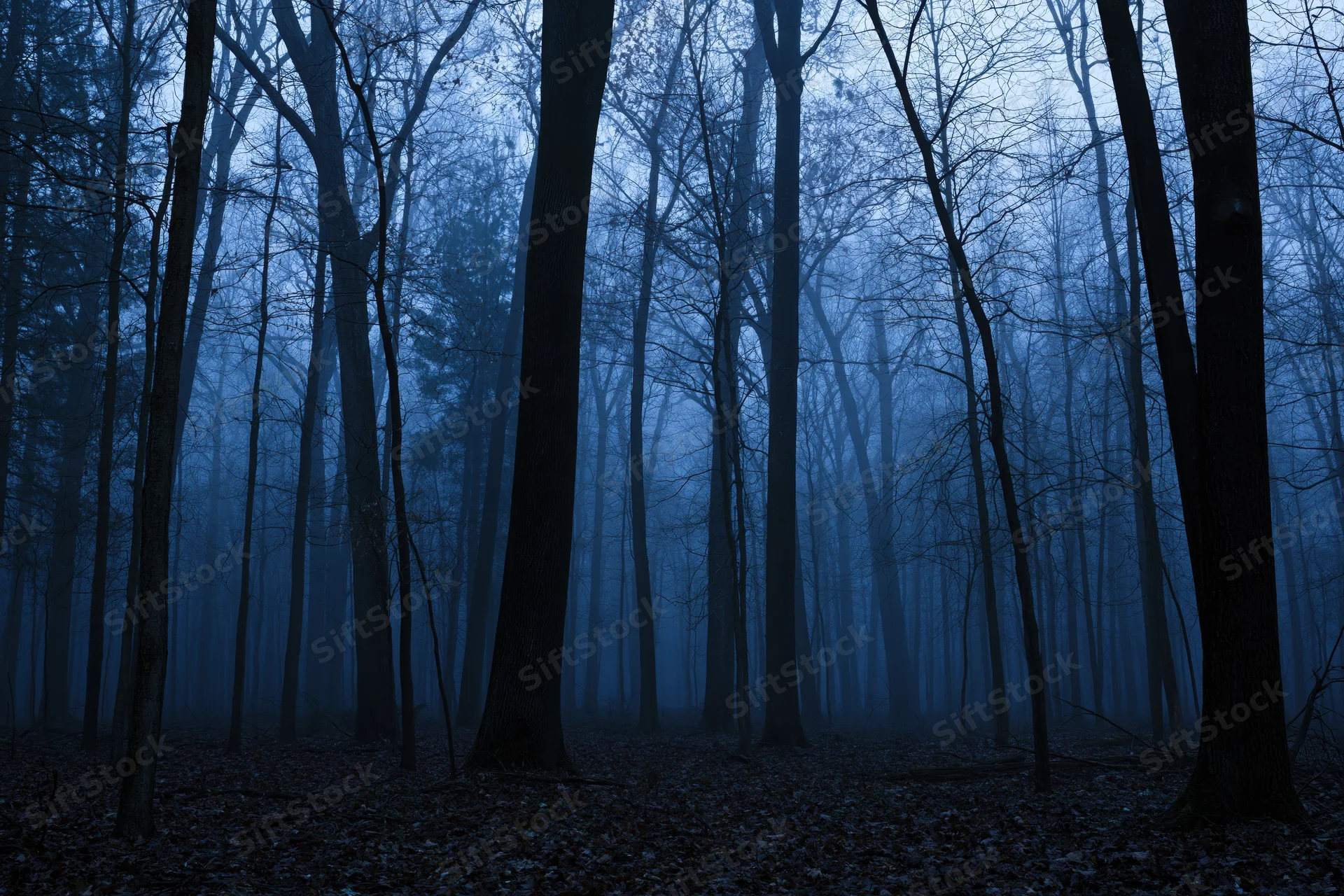 Dense bare deciduous forest at dusk with fog and blue twilight lighting