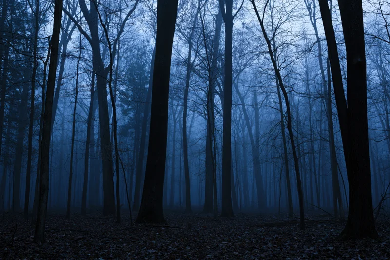 Dense bare deciduous forest at dusk with fog and blue twilight lighting