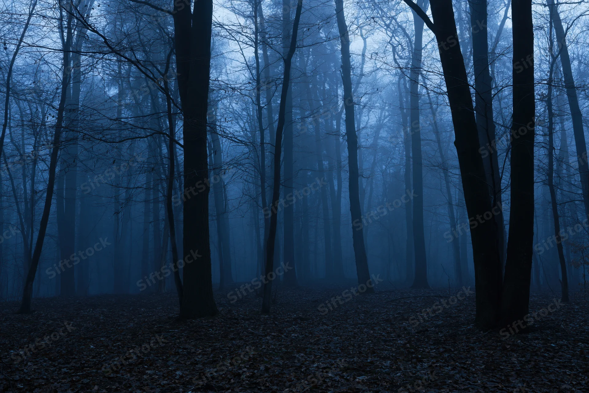 Dense bare deciduous forest at dusk with fog and blue twilight light filtering through trees