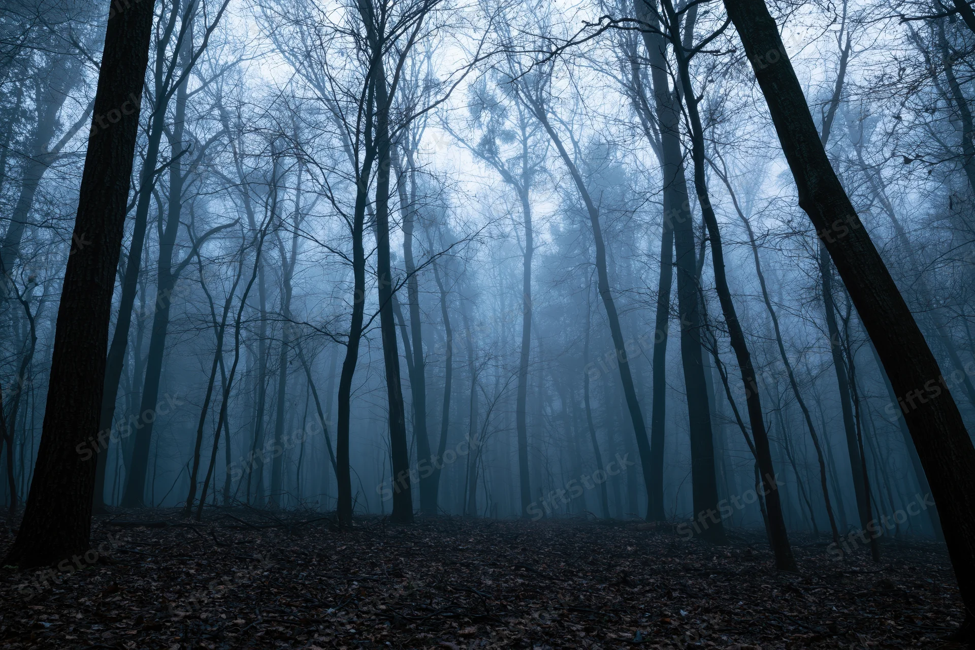 Dense bare deciduous forest at dusk with fog and fallen leaves on the ground