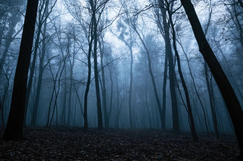 Dense bare deciduous forest at dusk with fog and fallen leaves on the ground