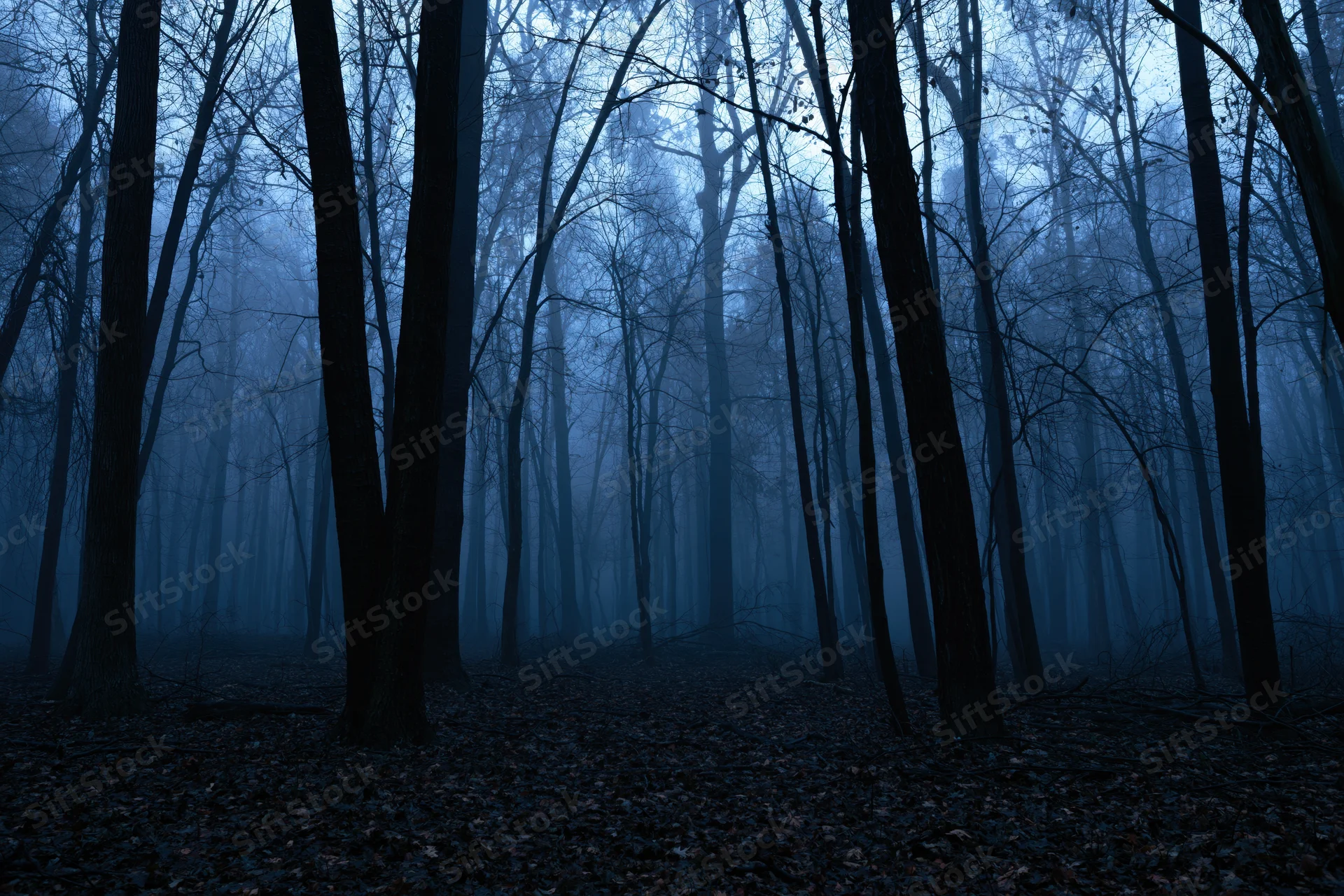 Dense bare deciduous forest at dusk with fog and blue twilight light filtering through trees