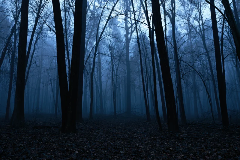 Dense bare deciduous forest at dusk with fog and blue twilight light filtering through trees