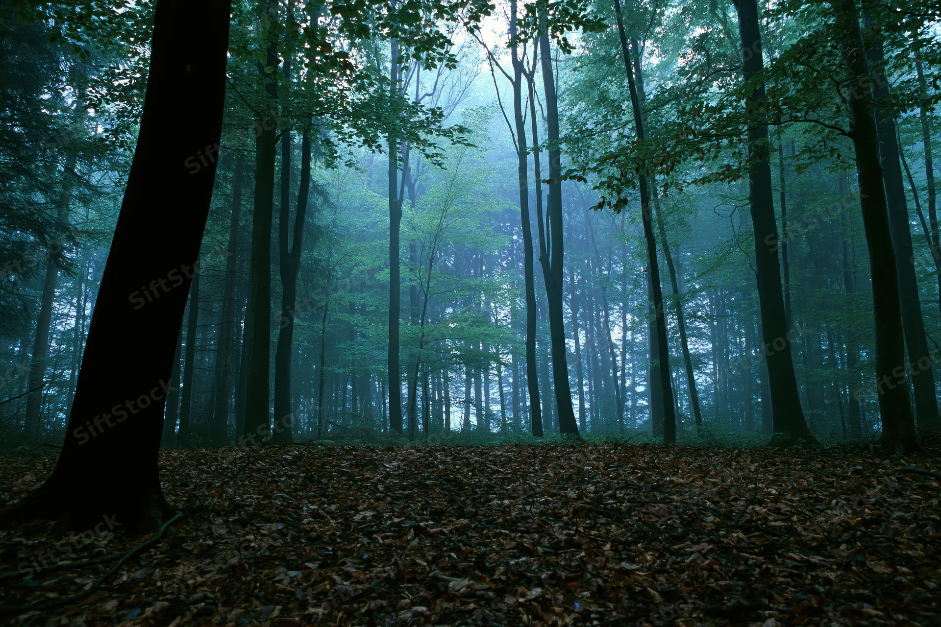 Dense deciduous forest interior with tall trees and misty atmosphere, ground covered in fallen leaves