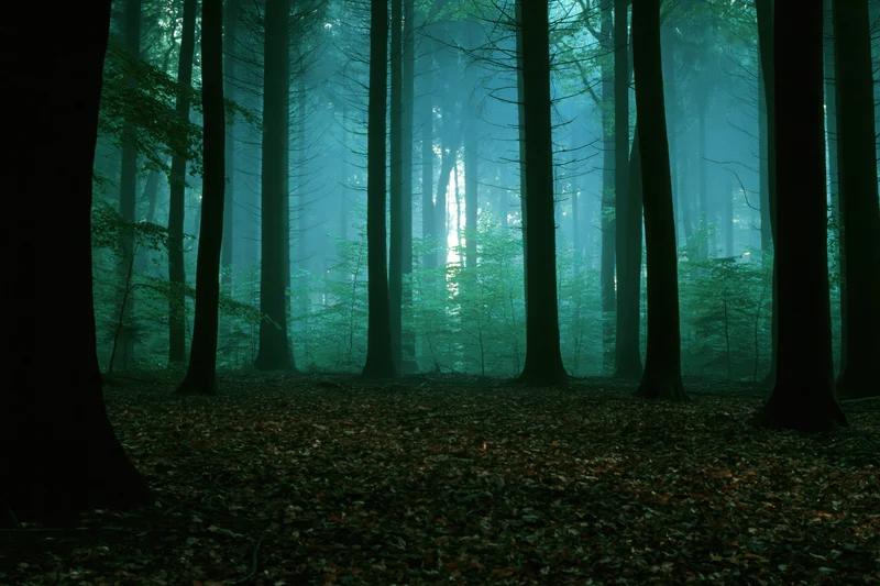 Dense deciduous forest interior with tall trees and misty atmosphere at twilight