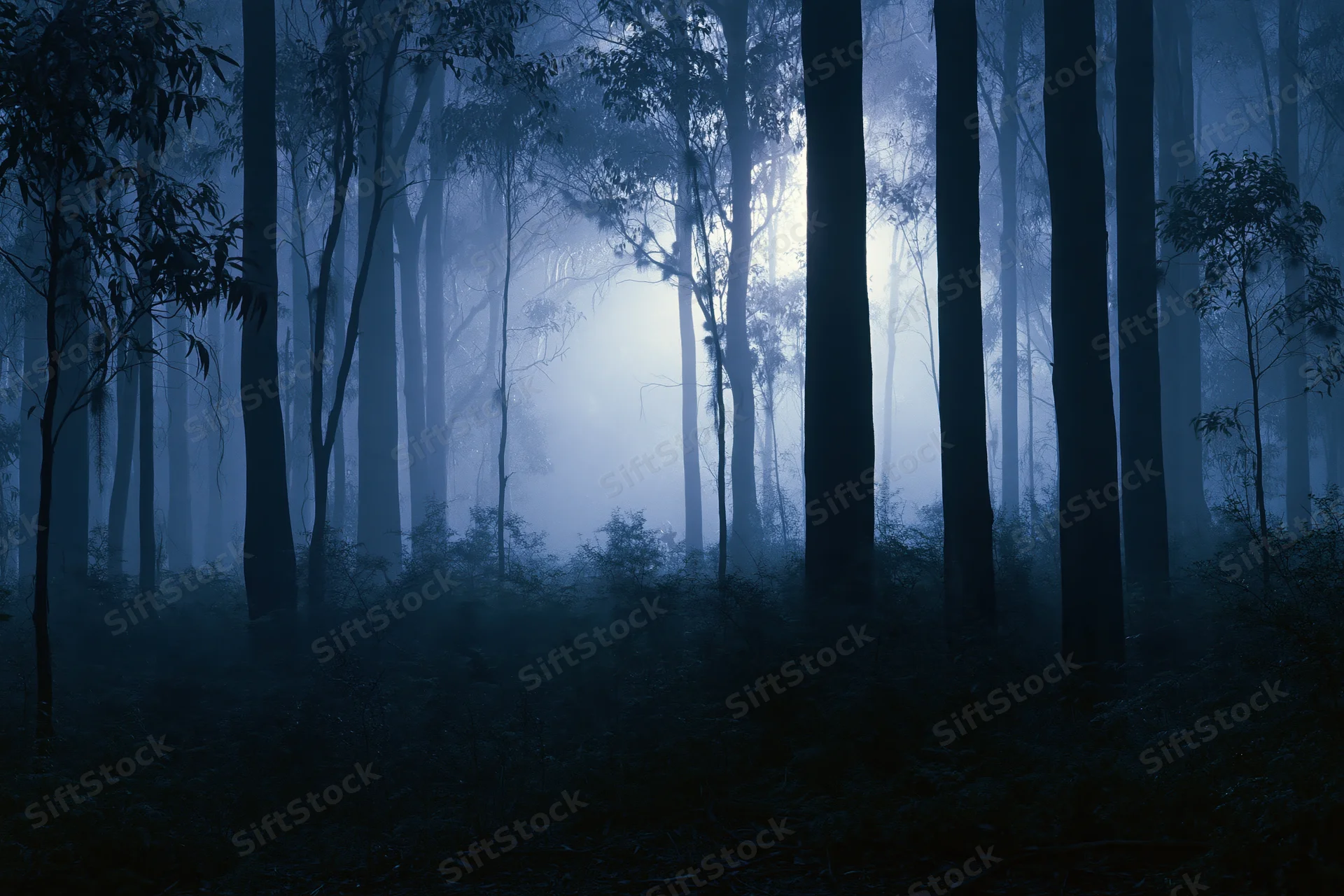 Dense eucalyptus forest at night shrouded in thick ground fog