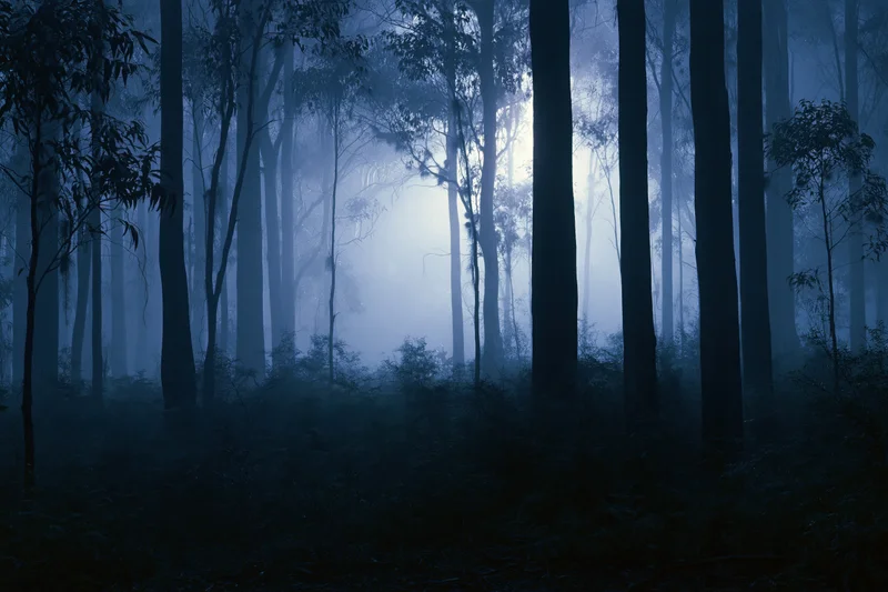 Dense eucalyptus forest at night shrouded in thick ground fog