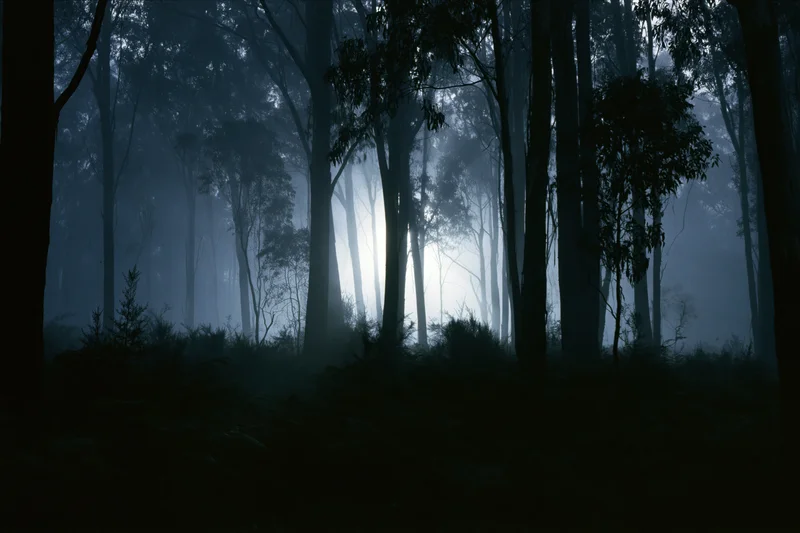 Dense eucalyptus forest at night shrouded in thick ground fog