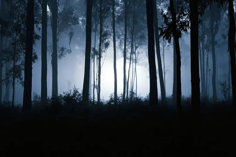 Dense eucalyptus forest at night shrouded in thick ground fog
