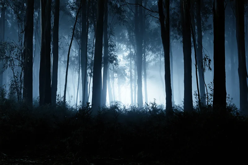 Dense eucalyptus forest at night shrouded in thick ground fog